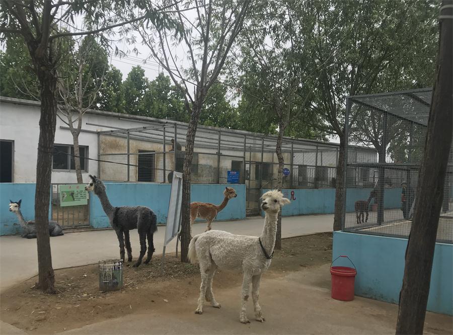 天鵝湖風(fēng)景區(qū)（泰山）速覽！(圖4)