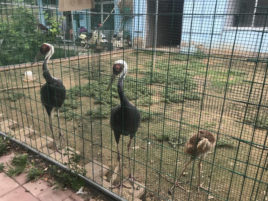 天鵝湖風(fēng)景區(qū)（泰山）速覽！(圖6)