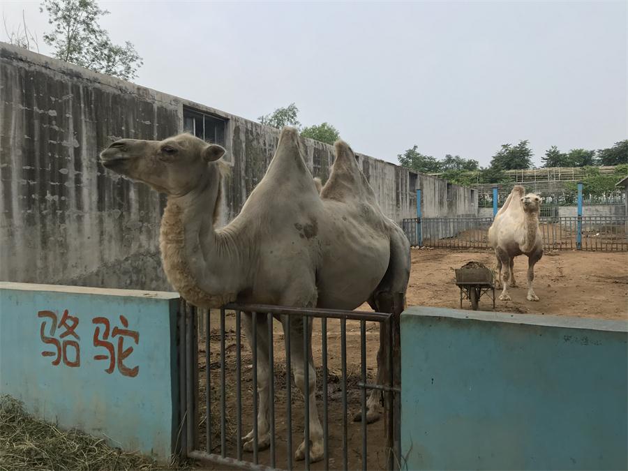 天鵝湖風(fēng)景區(qū)（泰山）速覽！(圖8)