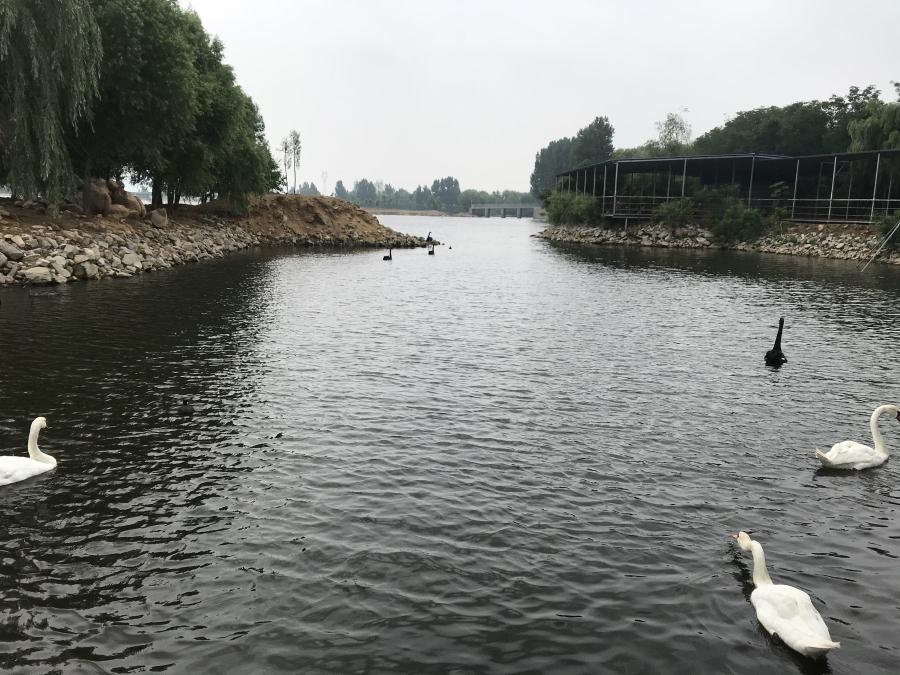 天鵝湖風(fēng)景區(qū)（泰山）速覽！(圖14)