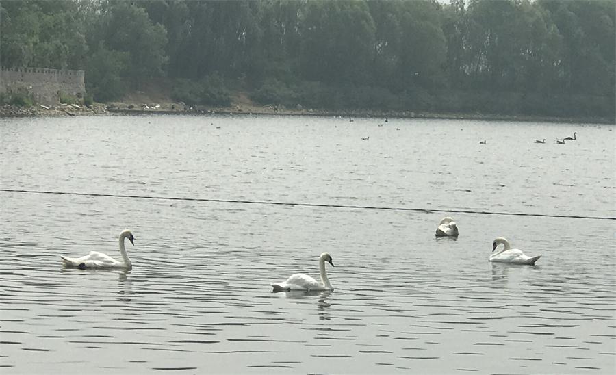 天鵝湖風(fēng)景區(qū)（泰山）速覽！(圖18)