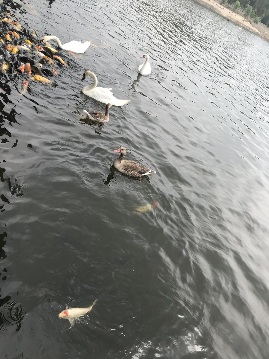 天鵝湖風(fēng)景區(qū)（泰山）速覽！(圖17)