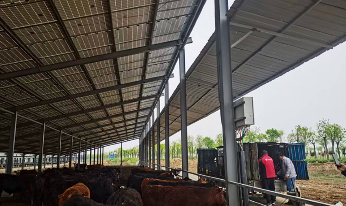 信橋鋼構(gòu)：打卡蒙陰農(nóng)業(yè)溫室大棚、青州黑牛養(yǎng)殖基地！(圖4)