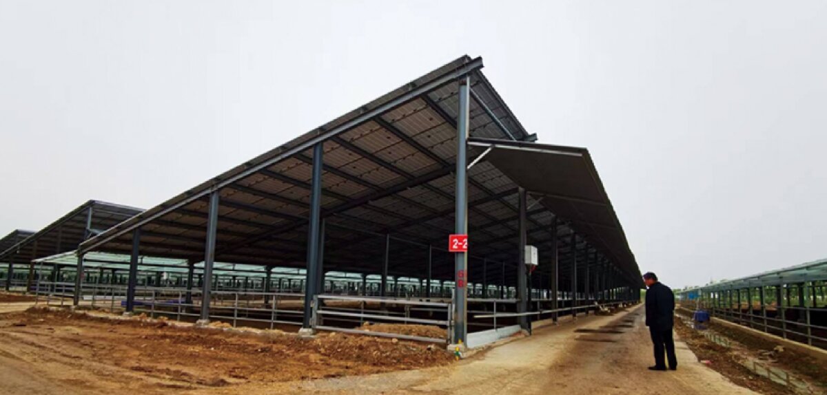 信橋鋼構(gòu)：打卡蒙陰農(nóng)業(yè)溫室大棚、青州黑牛養(yǎng)殖基地！(圖5)